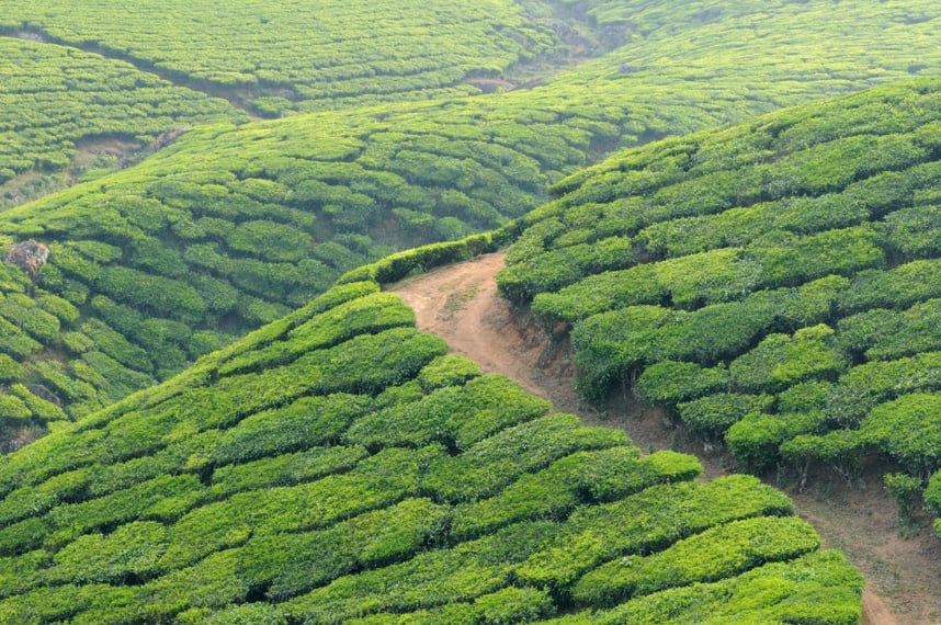 analytics-services-hills